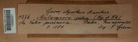 Melampsora epitea image